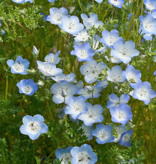 Baby Blue Eyes Nemophila Seeds