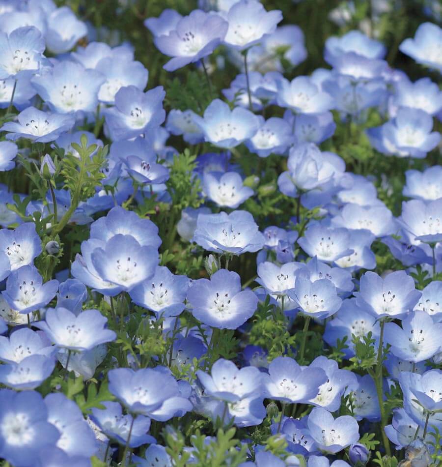 Baby Blue Eyes Nemophila Seeds