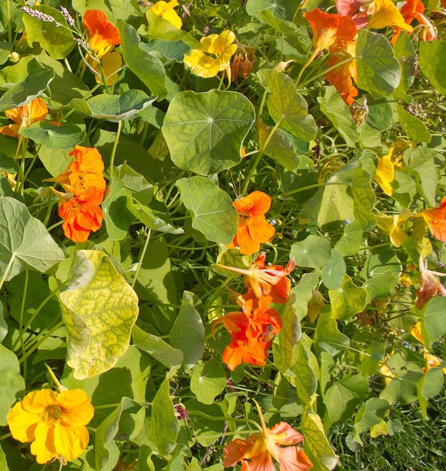 Jewel Mix