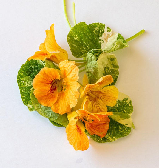 Tip Top Alaska Salmon Nasturtium Seeds