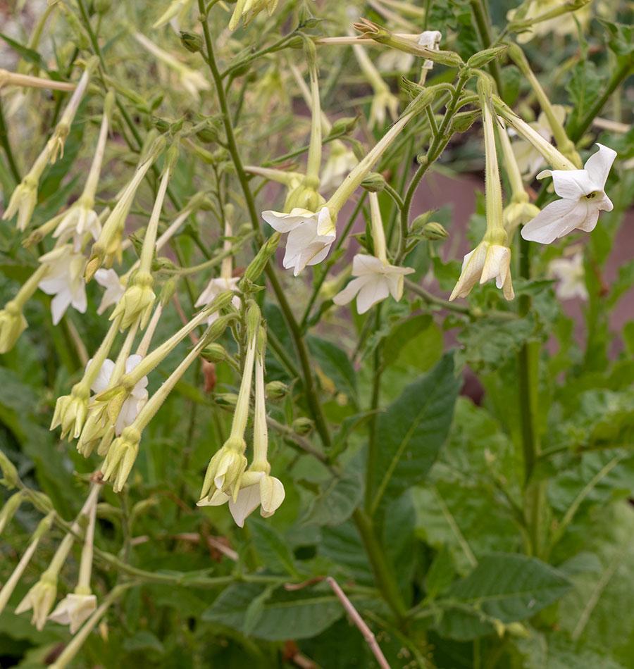 Jasmine Tobacco Nicotiana Seeds