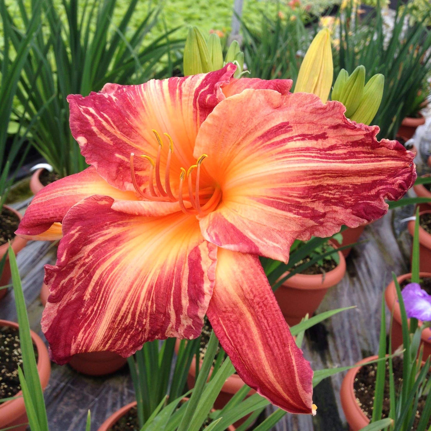 Daylily - Pink Stripes