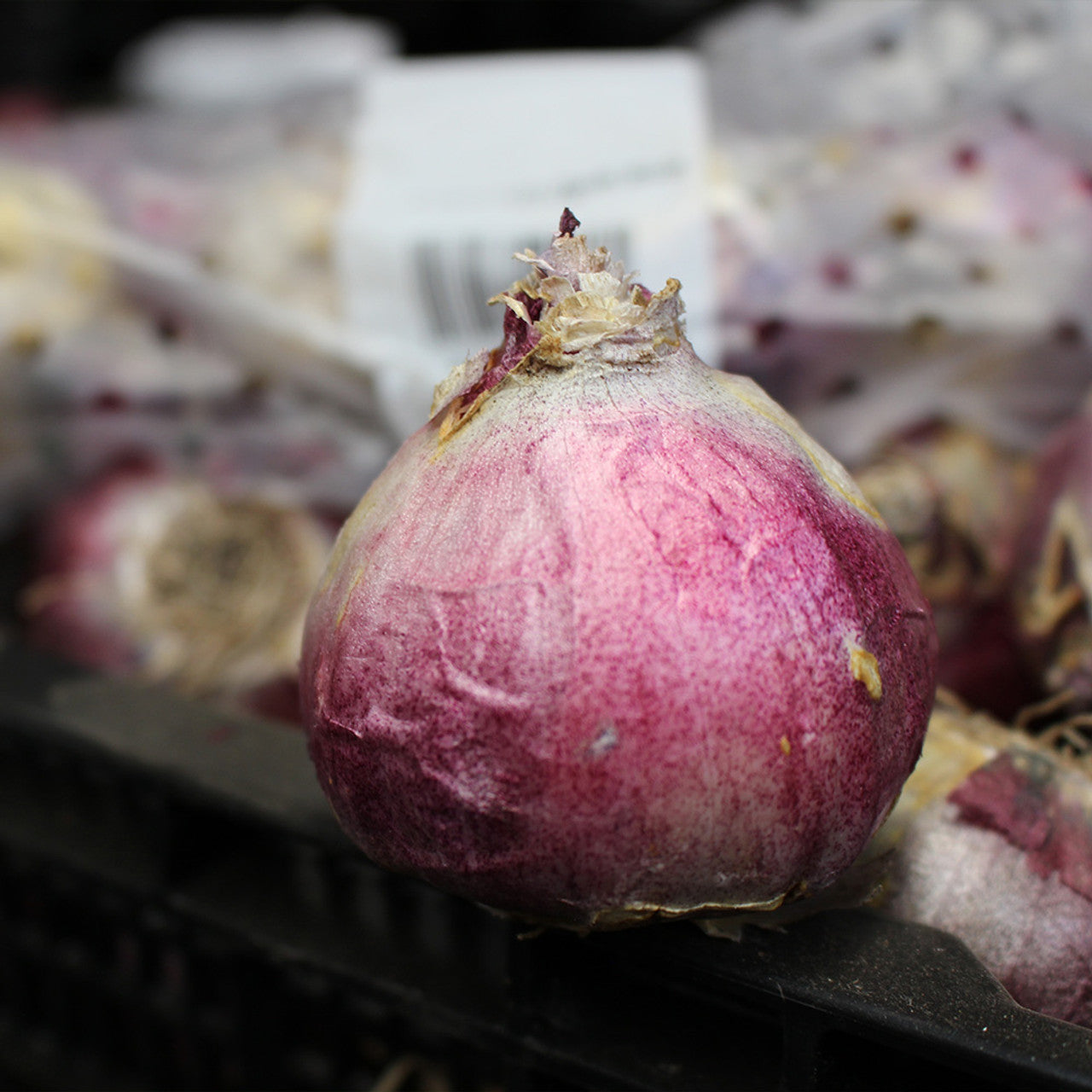 Woodstock Hyacinth Bulbs Blooms Species Growing Bonsai Roots Rhizomes Corms Tubers Potted Planting Reblooming Fragrant Garden Flower Seeds Plant Gardening