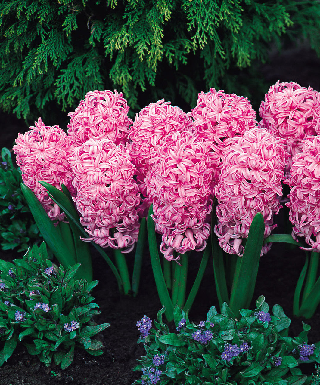 Prepared Hyacinth Pink Pearl Bulbs Blooms Species Growing Bonsai Roots Rhizomes Corms Tubers Potted Planting Reblooming Fragrant Garden Flower Seeds Plant Gardening