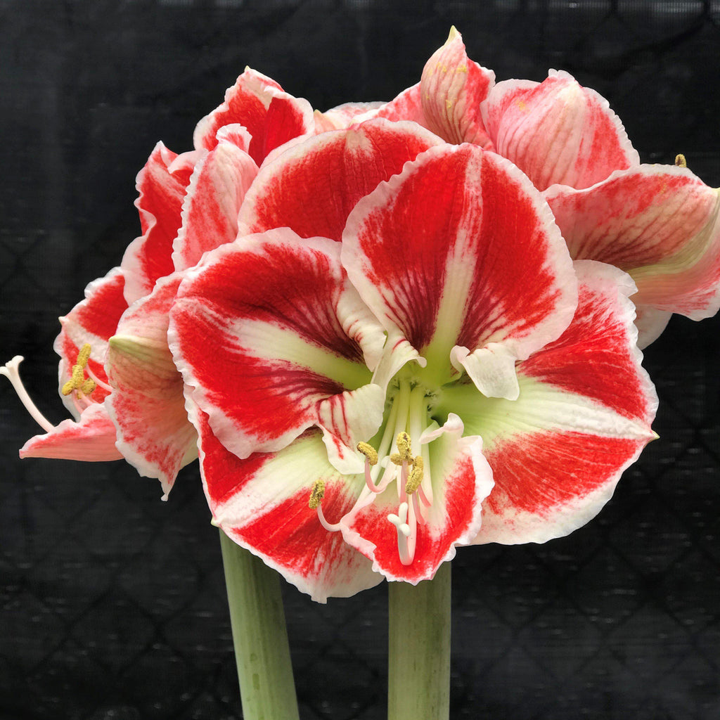Samba Amaryllis Hippeastrum Blooms Species Growing Bonsai Bulbs Roots Rhizomes Corms Tubers Potted Planting Reblooming Fragrant Garden Flower Seeds Plant Size 12-16cm