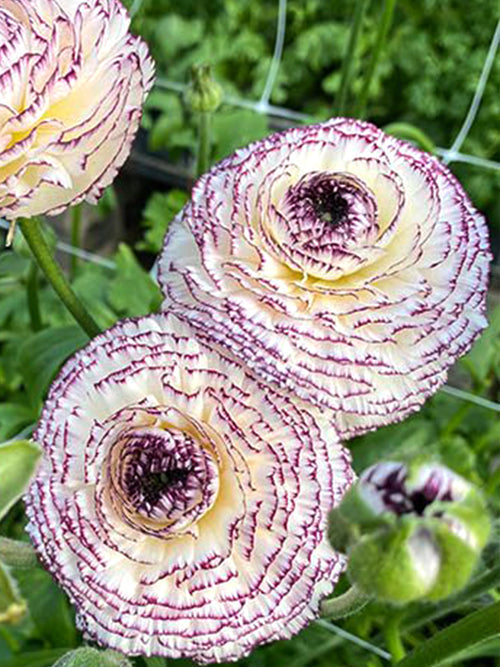Bianco Striato Ranunculus Corms Bulbs Growing Bonsai Roots Rhizomes Tubers Potted Planting Reblooming Fragrant Garden Species Blooms Flower Seeds Plant Gardening