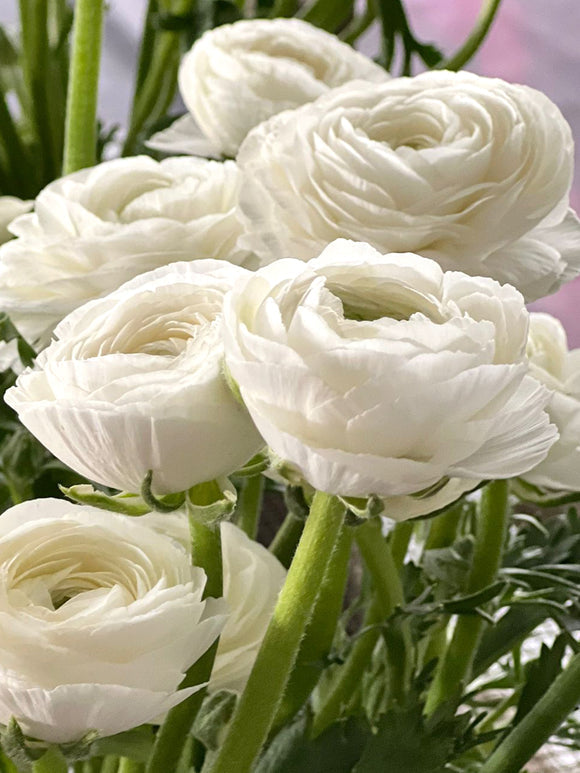 Bianco Ranunculus Bulbs Corms Growing Bonsai Roots Rhizomes Tubers Potted Planting Reblooming Fragrant Garden Species Blooms Flower Seeds Plant Gardening