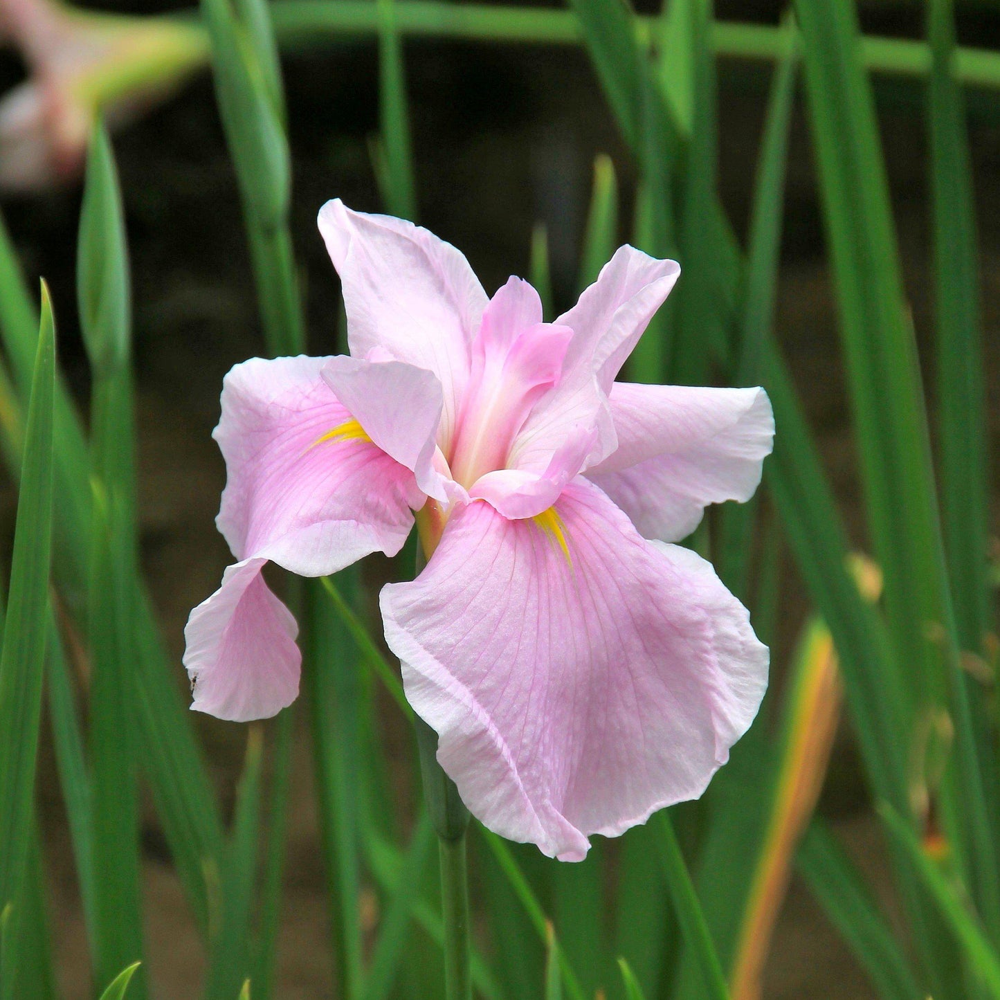 Japanese Iris - Pink Lady
