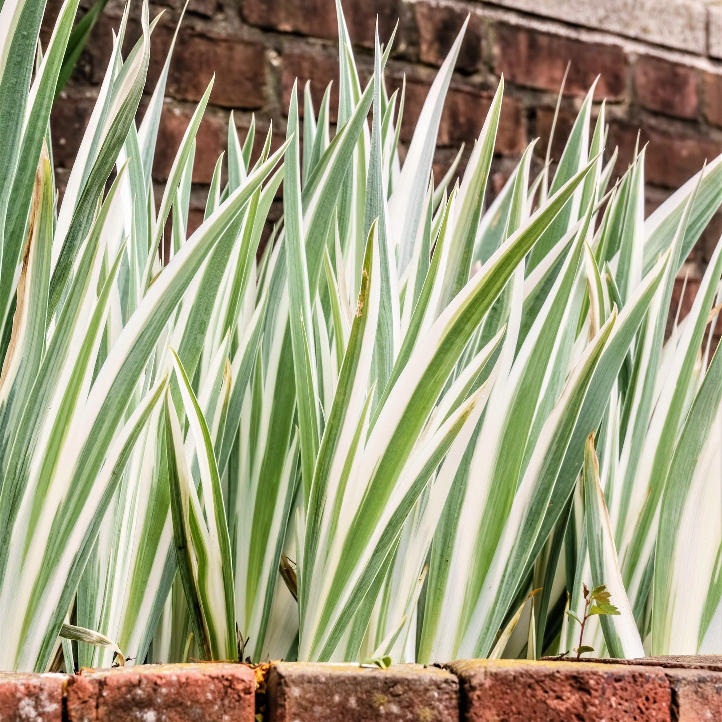 Iris Pallida - Variegata White Potted Plant