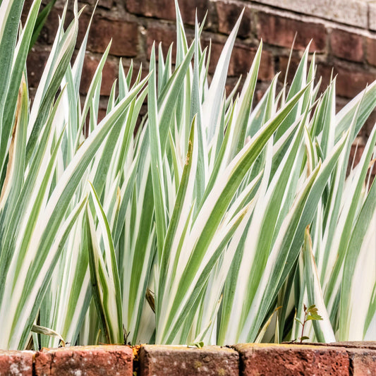 Iris Pallida - Variegata White Potted Plant