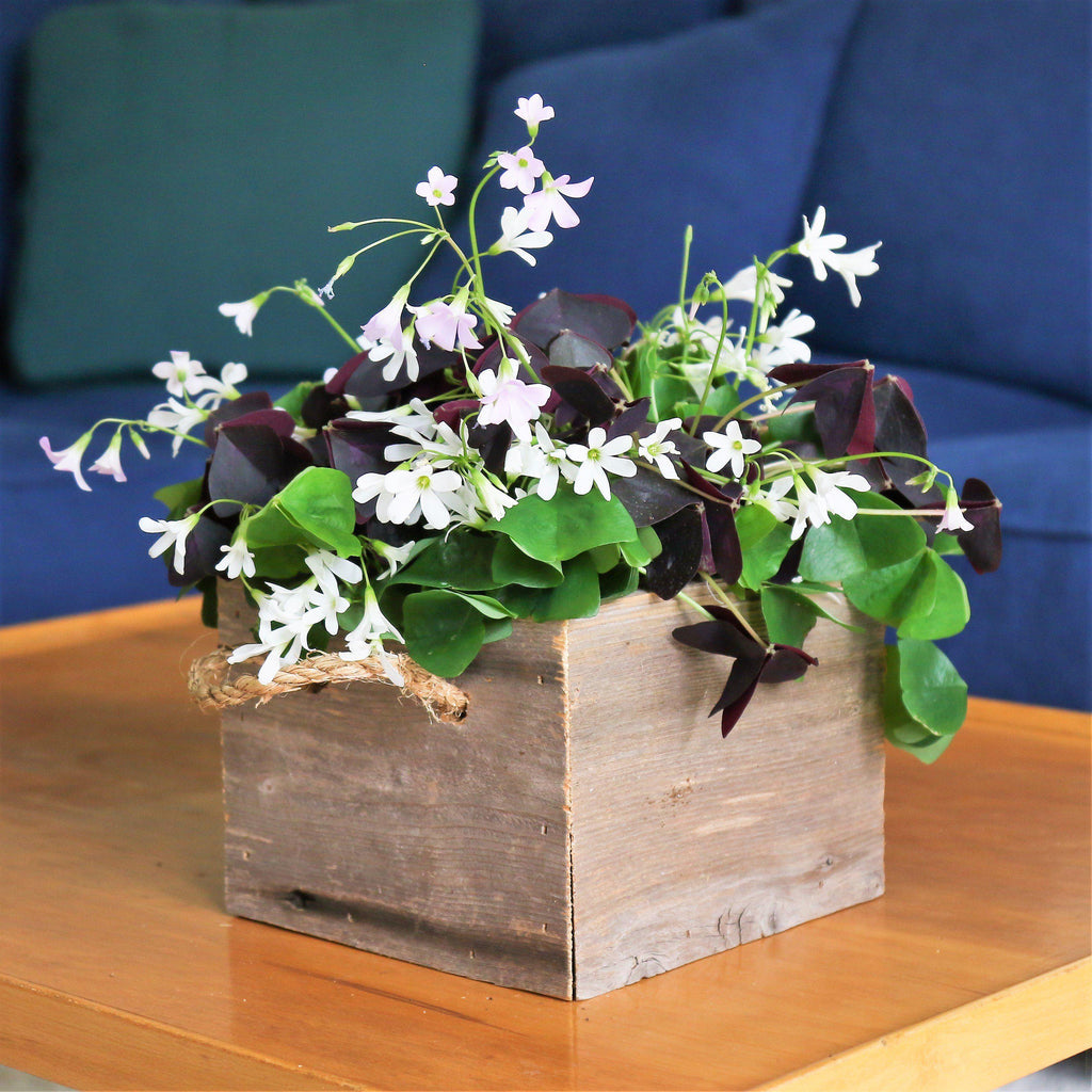 Seedsplant A0024 Oxalis Triangularis and Regnellii Mix Wood Sorrel Shamrock Perennial Growing Bonsai Roots Rhizomes Corms Tubers Potted Planting Reblooming Fragrant Garden Species Blooms Flower Seeds Plant Gardening