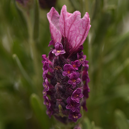 Lavender Bandera Deep Rose Seed