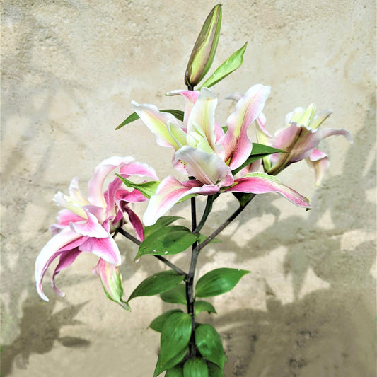 Lilium - Oriental Lily Distant Drum (Double)