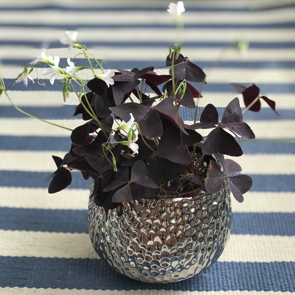 Seedsplant A0015 Oxalis Triangularis Wood Sorrel Shamrock Perennial Growing Bonsai Roots Rhizomes Corms Tubers Potted Planting Reblooming Fragrant Garden Species Blooms Flower Seeds Plant Gardening