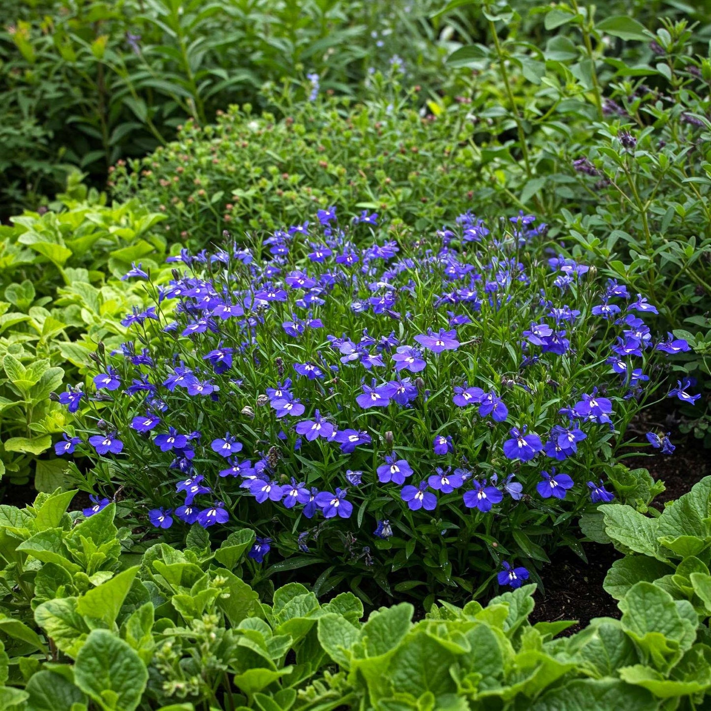 Lobelia Blue Seed