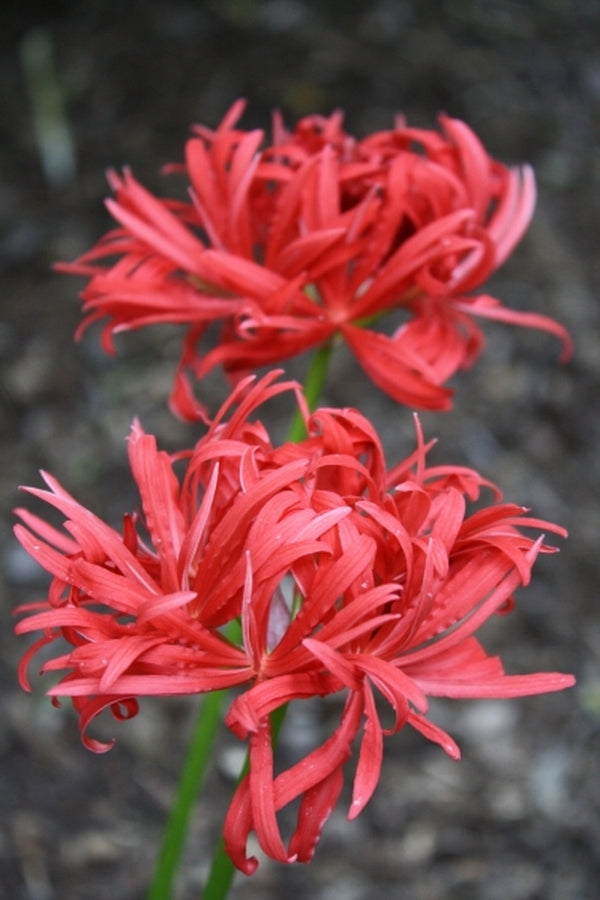 Benikujyaku Lycoris Spider Lilies Bulbs Radiata Hurricane Lily Cluster Amayllis Growing Bonsai Roots Rhizomes Corms Tubers Potted Planting Reblooming Fragrant Garden Species Blooms Flower Seeds Plant Gardening