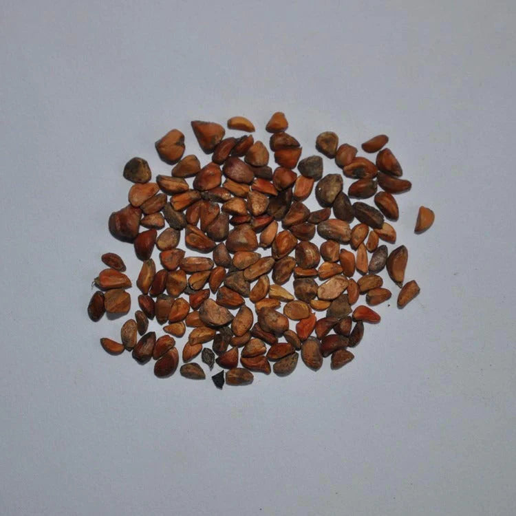 Black Climbing Rose Seedlings Flower Seeds Perennial Growing Bonsai Corms Tubers Potted Planting Reblooming Fragrant Garden Roots Rhizomes Species Blooms Plant Bulbs Gardening Tree