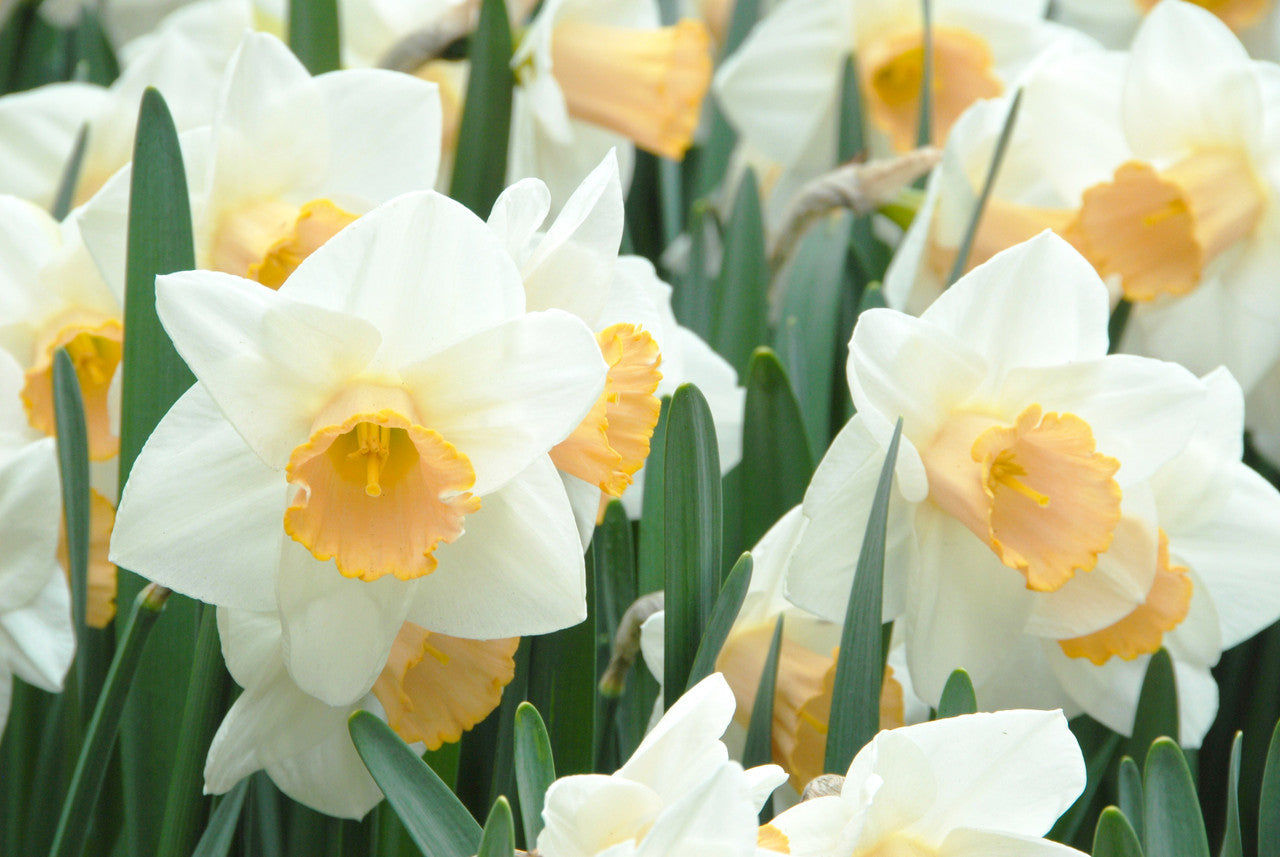 Salome Daffodil Narcissus Bulbs Blooms Species Growing Bonsai Roots Rhizomes Corms Tubers Potted Planting Reblooming Fragrant Garden Flower Seeds Plant