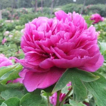 Alexander Fleming Bareroot Peony 2-3 Eye1 Bulbs Great for Fall Planting!