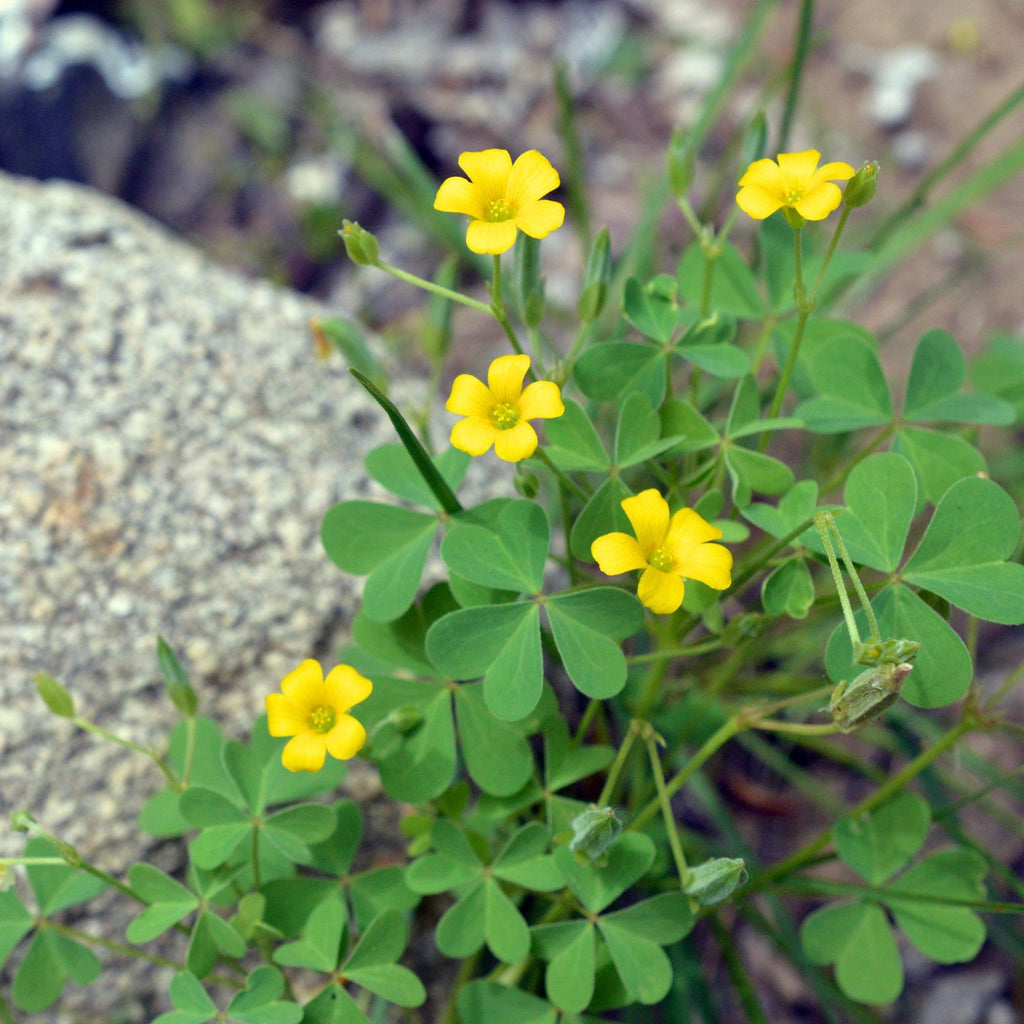 Seedsplant A006 Oxalis Bulbs Wood Sorrel Shamrock Perennial Growing Bonsai Roots Rhizomes Corms Tubers Potted Planting Reblooming Fragrant Garden Species Blooms Flower Seeds Plant Gardening