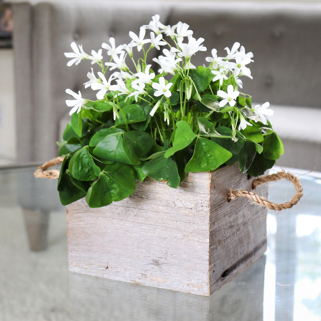 Seedsplant A0021 Oxalis Regnellii Wood Sorrel Shamrock Perennial Growing Bonsai Roots Rhizomes Corms Tubers Potted Planting Reblooming Fragrant Garden Species Blooms Flower Seeds Plant Gardening