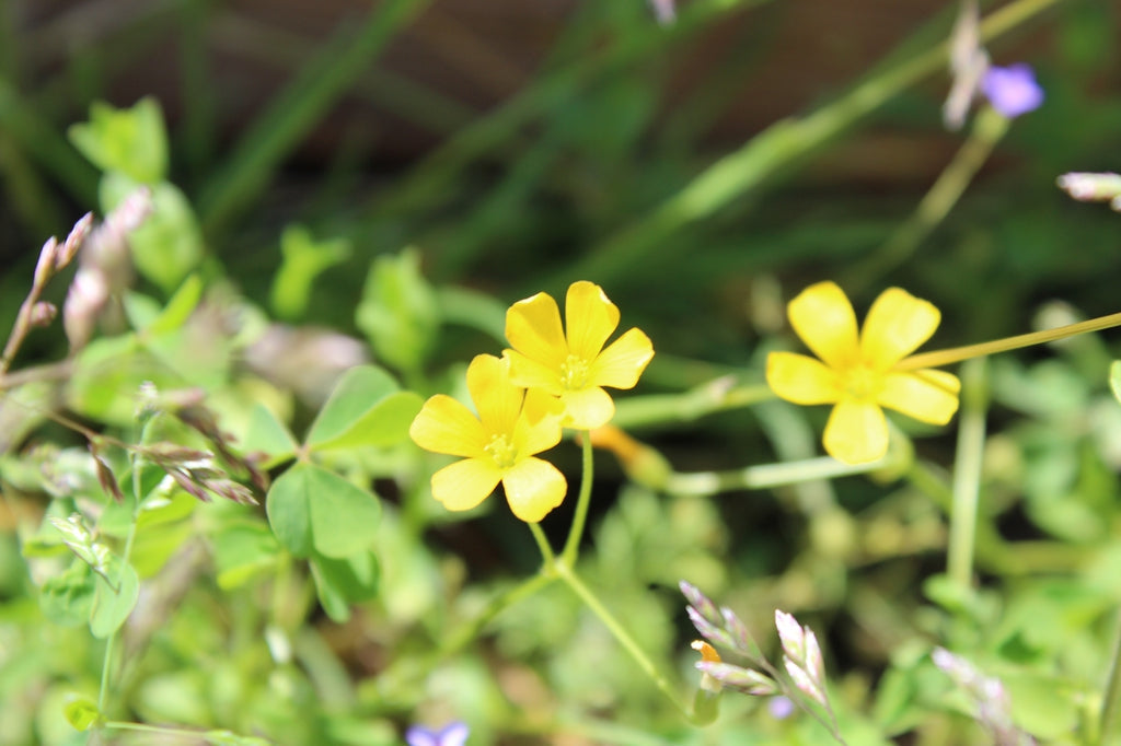Yellow Stricta Oxalis Bulbs Wood Sorrel Shamrock Perennial Growing Bonsai Roots Rhizomes Corms Tubers Potted Planting Reblooming Fragrant Garden Species Blooms Flower Seeds Plant Gardening