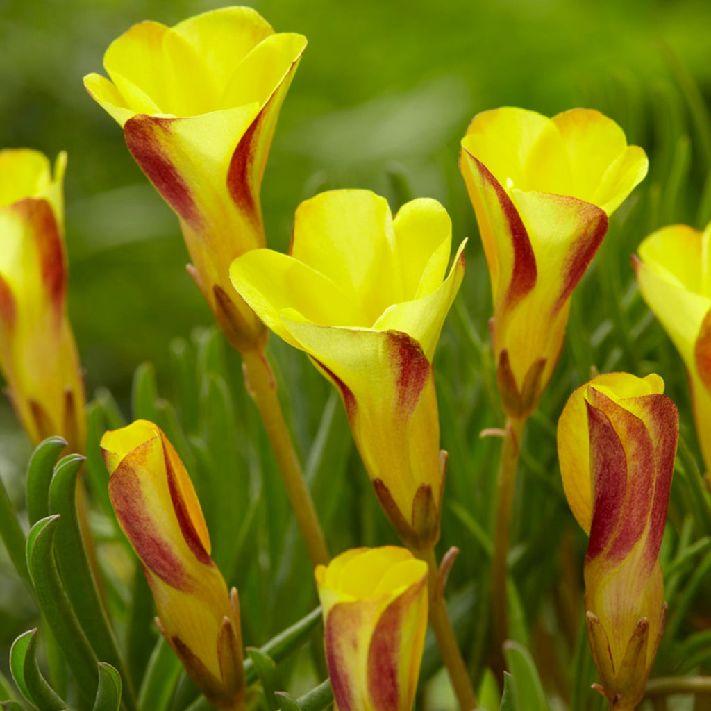 Seedsplant A0017 Oxalis Golden Cape Wood Sorrel Shamrock Perennial Growing Bonsai Roots Rhizomes Corms Tubers Potted Planting Reblooming Fragrant Garden Species Blooms Flower Seeds Plant Gardening