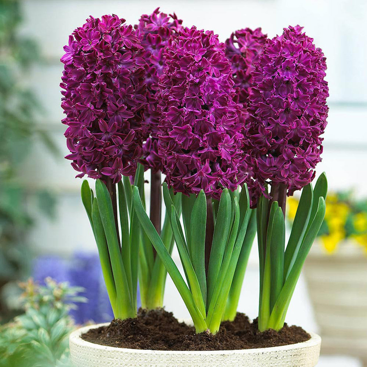 Prepared Hyacinth Collection Bulbs Blooms Species Growing Bonsai Roots Rhizomes Corms Tubers Potted Planting Reblooming Fragrant Garden Flower Seeds Plant Gardening