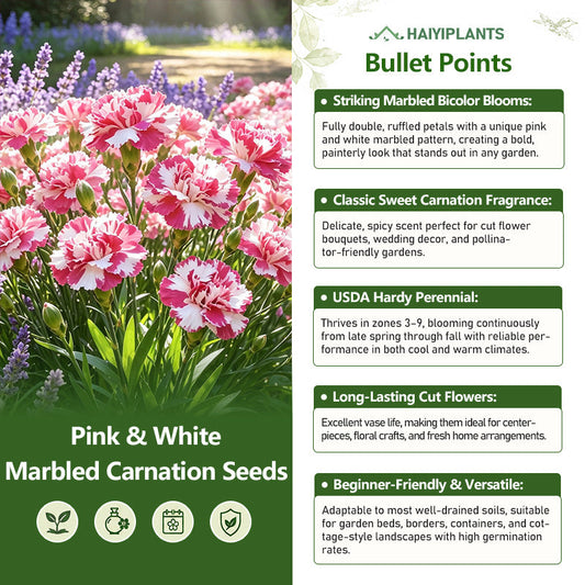 Pink & White Marbled Carnation Seeds
