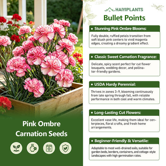 Pink Ombre Carnation Seeds