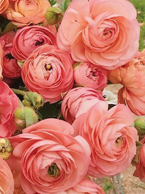 Salmon Ranunculus Corms Bulbs Persian Buttercup Growing Bonsai Roots Rhizomes Tubers Potted Planting Reblooming Fragrant Garden Species Blooms Flower Seeds Plant Gardening