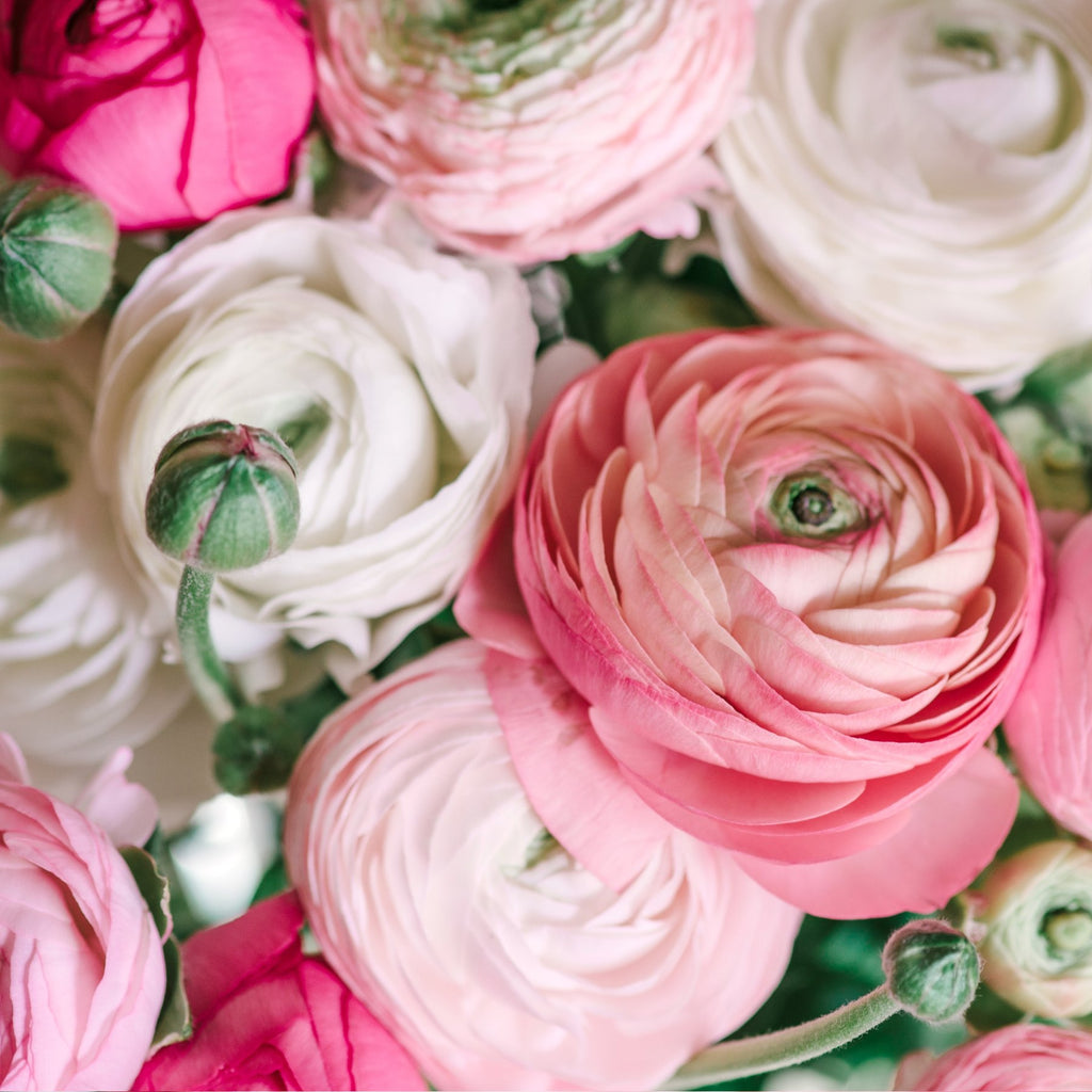 Ranunculus Corms Bulbs Persian Buttercup Growing Bonsai Roots Rhizomes Tubers Potted Planting Reblooming Fragrant Garden Species Blooms Flower Seeds Plant Gardening