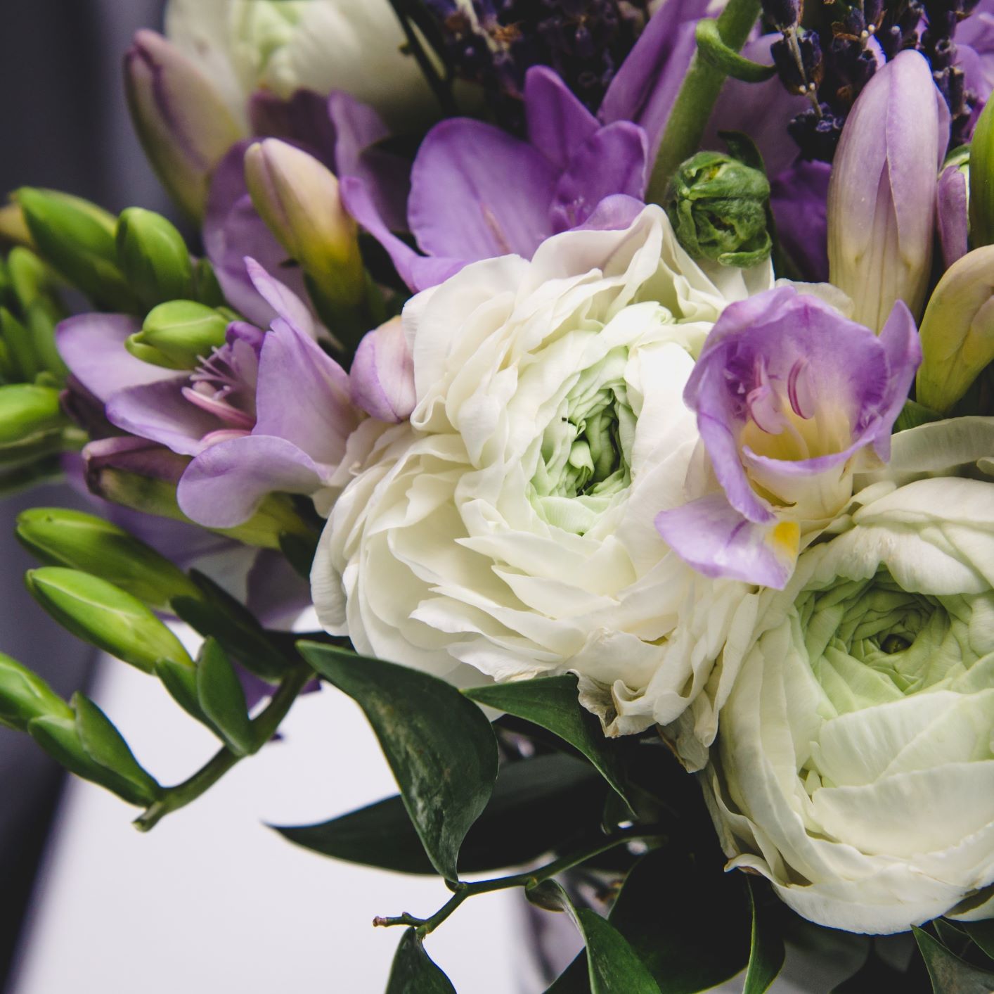 Freesia & Ranunculus - Blueberries & Cream Blend