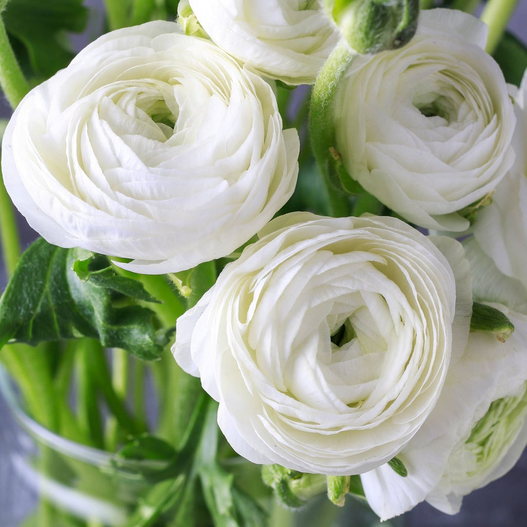 Royalty Collection Ranunculus Corms Bulbs Persian Buttercup Growing Bonsai Roots Rhizomes Tubers Potted Planting Reblooming Fragrant Garden Species Blooms Flower Seeds Plant Gardening