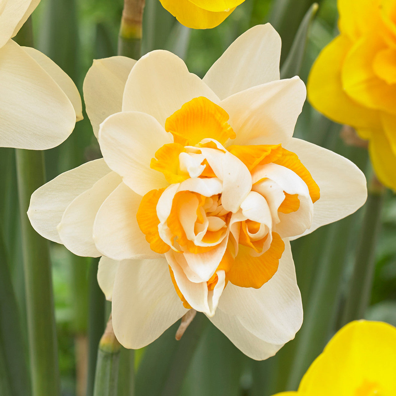 Rare Double Narcissus Collection Daffodil Bulbs Blooms Species Growing Bonsai Roots Rhizomes Corms Tubers Potted Planting Reblooming Fragrant Garden Flower Seeds Plant