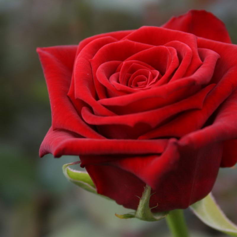 rose flower seeds for sale Red Naomi Rose Seedlings Flower Seeds Perennial Growing Bonsai Corms –  Easytogrowbulb
