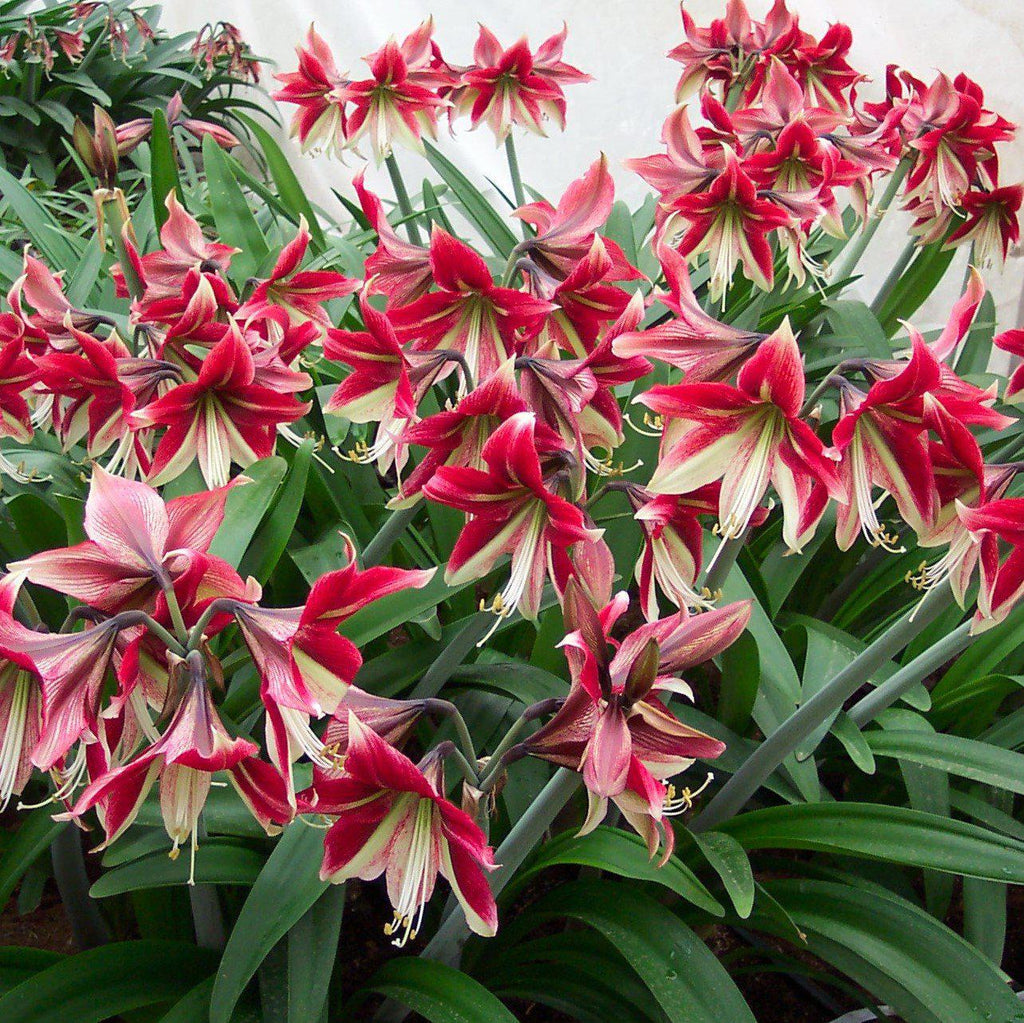 Ruby Star Amaryllis Hippeastrum Blooms Species Growing Bonsai Bulbs Roots Rhizomes Corms Tubers Potted Planting Reblooming Fragrant Garden Flower Seeds Plant Size 12-16cm