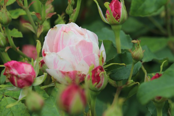 Billet Rose Seedlings Flower Seeds Perennial Growing Bonsai Corms Tubers Potted Planting Reblooming Fragrant Garden Roots Rhizomes Species Blooms Plant Bulbs Gardening Tree