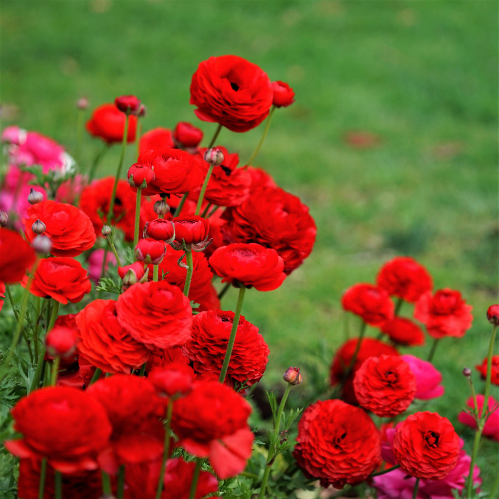 Red Ranunculus Corms Bulbs Persian Buttercup Growing Bonsai Roots Rhizomes Tubers Potted Planting Reblooming Fragrant Garden Species Blooms Flower Seeds Plant Gardening