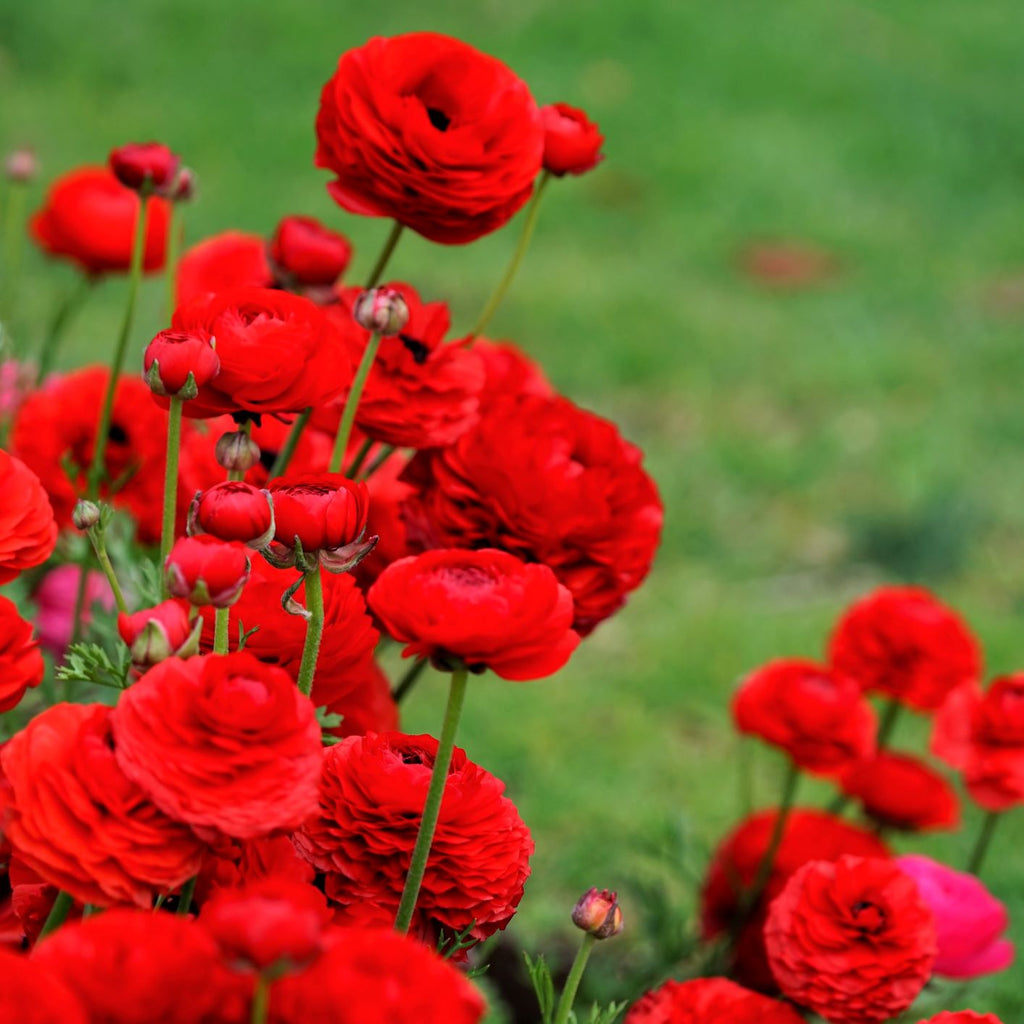 Romance Collection Ranunculus Corms Bulbs Persian Buttercup Growing Bonsai Roots Rhizomes Tubers Potted Planting Reblooming Fragrant Garden Species Blooms Flower Seeds Plant Gardening