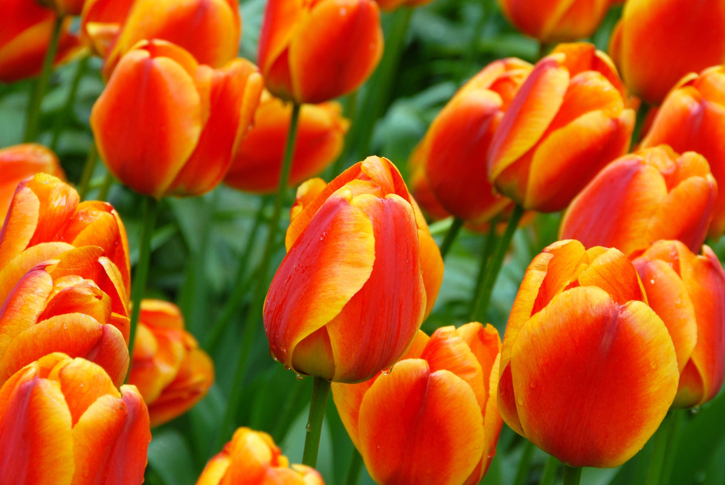 Tulip Bulbs Apeldoorn's Elite Blooms Species Growing Bonsai Roots Rhizomes Corms Tubers Potted Planting Reblooming Fragrant Garden Flower Seeds Plant