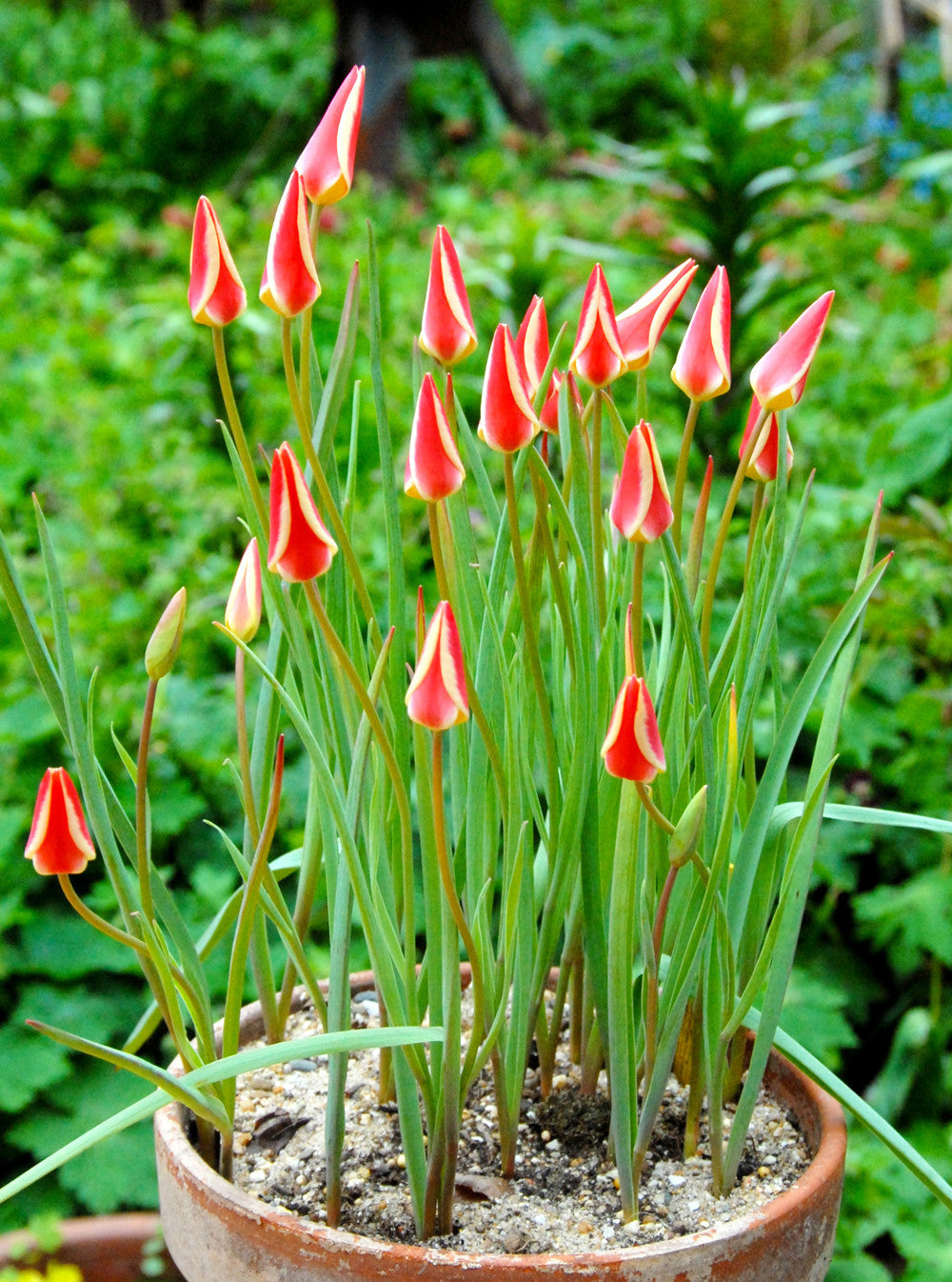 Tulip Bulbs Tinka Blooms Species Growing Bonsai Roots Rhizomes Corms Tubers Potted Planting Reblooming Fragrant Garden Flower Seeds Plant