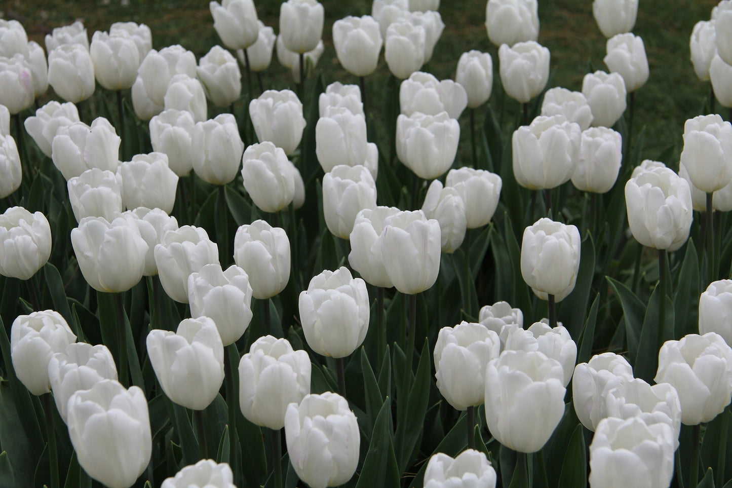 Tulip Bulbs Angel's Wish Blooms Species Growing Bonsai Roots Rhizomes Corms Tubers Potted Planting Reblooming Fragrant Garden Flower Seeds Plant