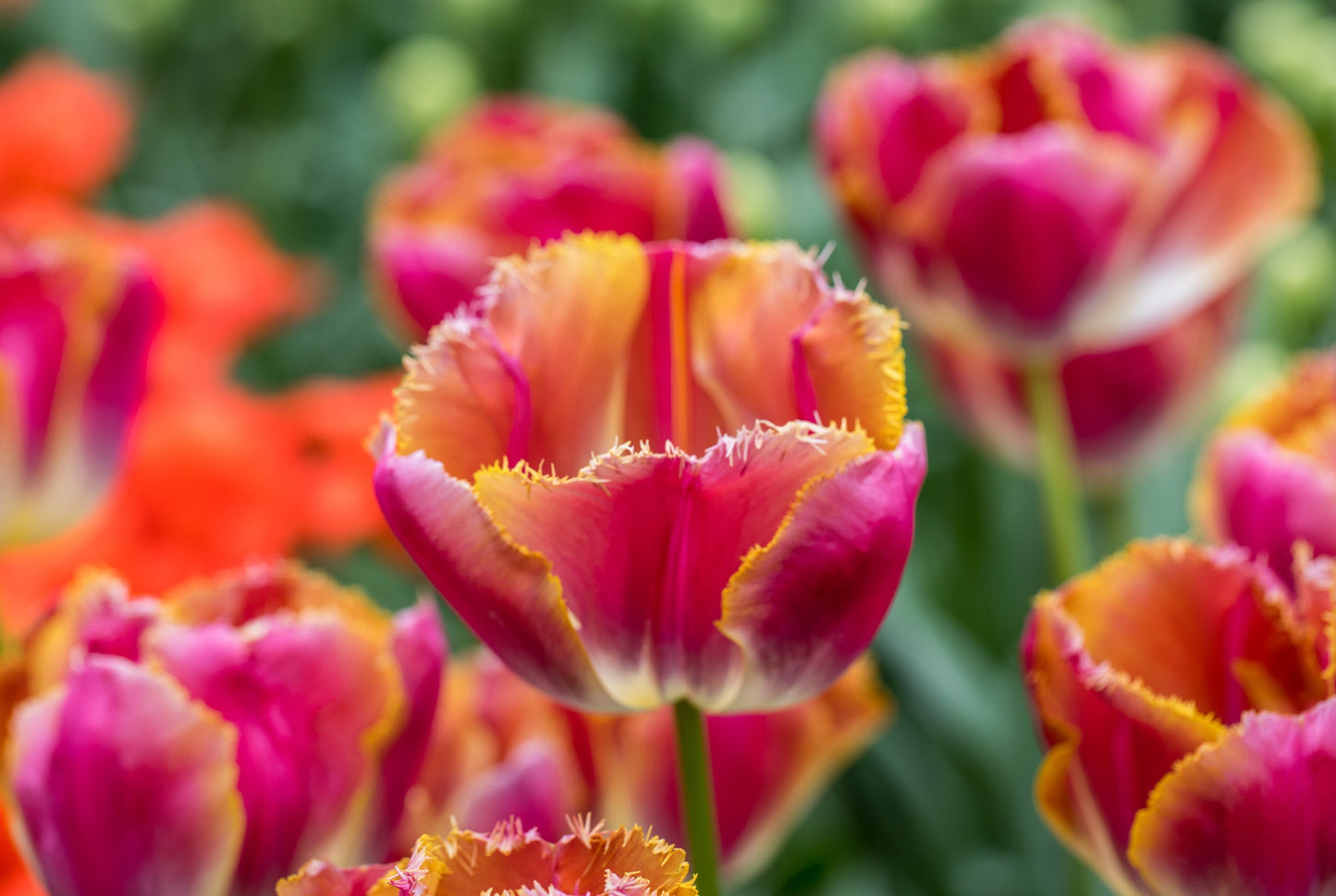 Tulip Bulbs Bulbs Miami Sunset Blooms Species Growing Bonsai Roots Rhizomes Corms Tubers Potted Planting Reblooming Fragrant Garden Flower Seeds Plant