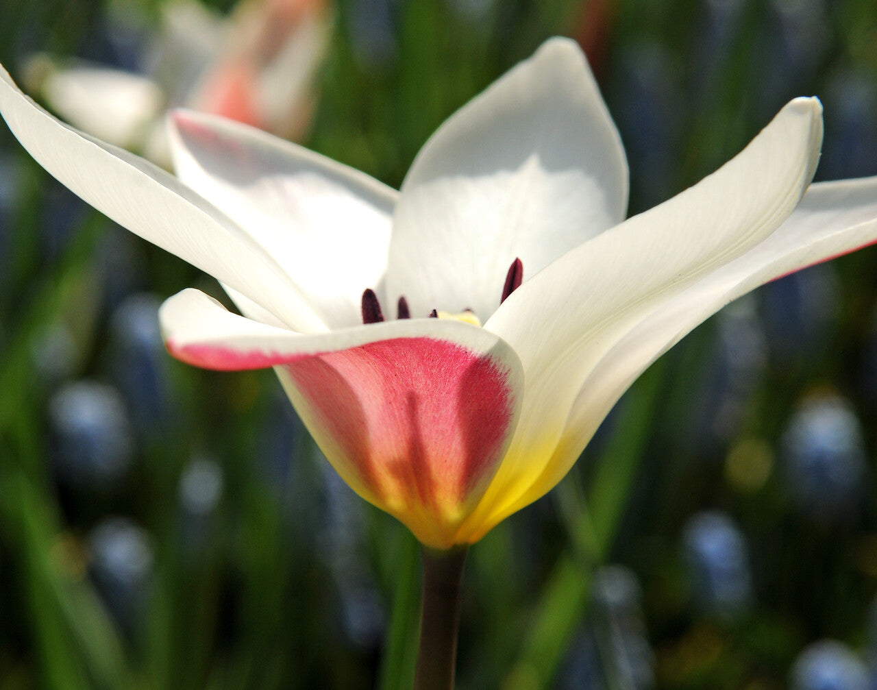Tulip Bulbs Clusiana Peppermint Stick Blooms Species Growing Bonsai Roots Rhizomes Corms Tubers Potted Planting Reblooming Fragrant Garden Flower Seeds Plant