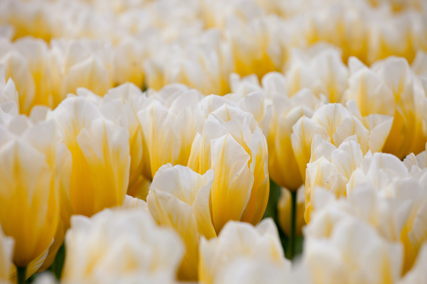 Tulip Bulbs Sweetheart Blooms Species Growing Bonsai Roots Rhizomes Corms Tubers Potted Planting Reblooming Fragrant Garden Flower Seeds Plant
