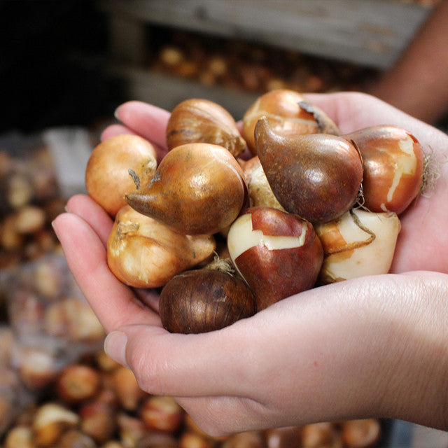 Bold and Daring Colour Tulip Collection Bulbs Blooms Species Growing Bonsai Roots Rhizomes Corms Tubers Potted Planting Reblooming Fragrant Garden Flower Seeds Plant