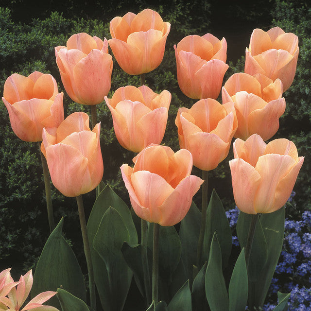 Tulip Bulbs Apricot Beauty Blooms Species Growing Bonsai Roots Rhizomes Corms Tubers Potted Planting Reblooming Fragrant Garden Flower Seeds Plant