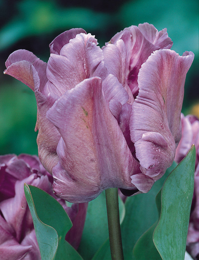 Blue Parrot Tulip Bulbs Blooms Species Growing Bonsai Roots Rhizomes Corms Tubers Potted Planting Reblooming Fragrant Garden Flower Seeds Plant