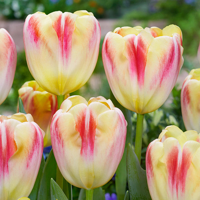Tulip Bulbs Buckingham Blooms Species Growing Bonsai Roots Rhizomes Corms Tubers Potted Planting Reblooming Fragrant Garden Flower Seeds Plant